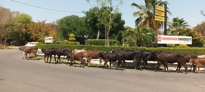Residents are disturbed due to the problem of stray animals